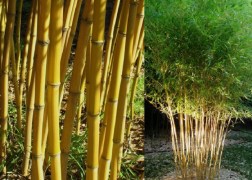 Phyllostachys aureosulcata / Kínai aranycsíkos bambusz